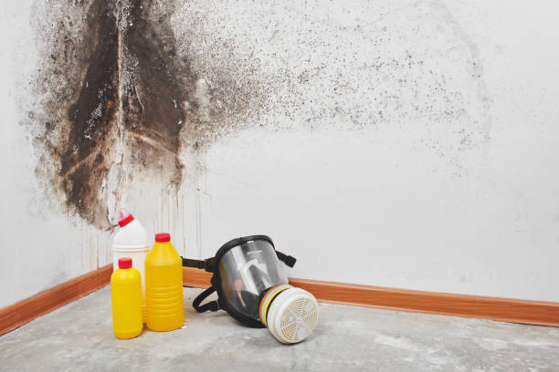 Biohazard Mold Removal in Pottsboro, TX